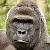 Harambe Gorilla