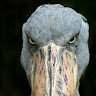 Shoebill805