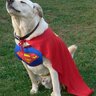 Superdog23