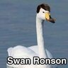 Swan Ronson