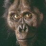 australopithecus